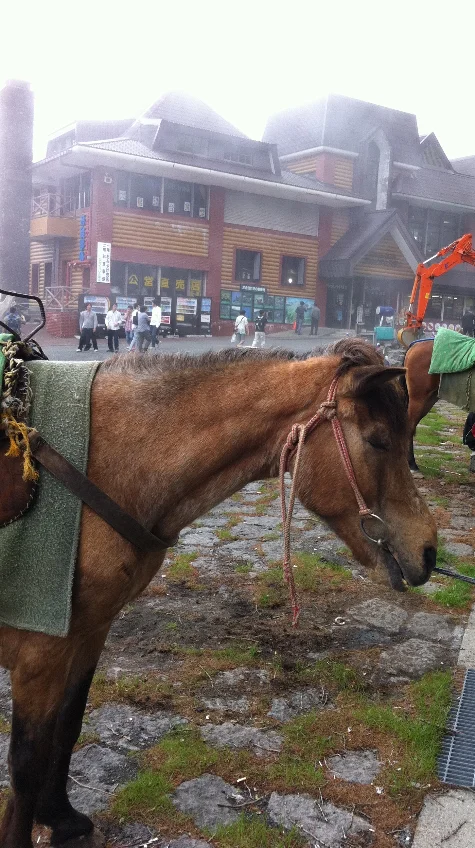 A working horse waiting out the fog at a mountain pass in Minamitsuru